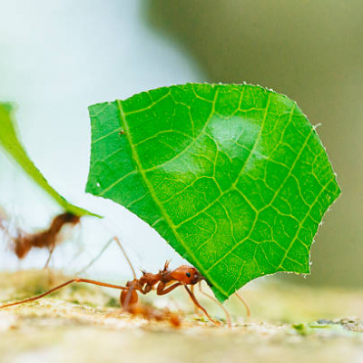 Leaf cutter
