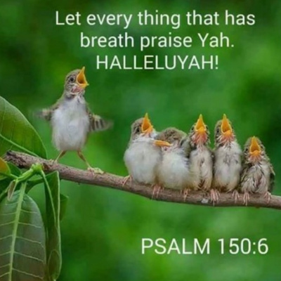 Young Birds TFTD
